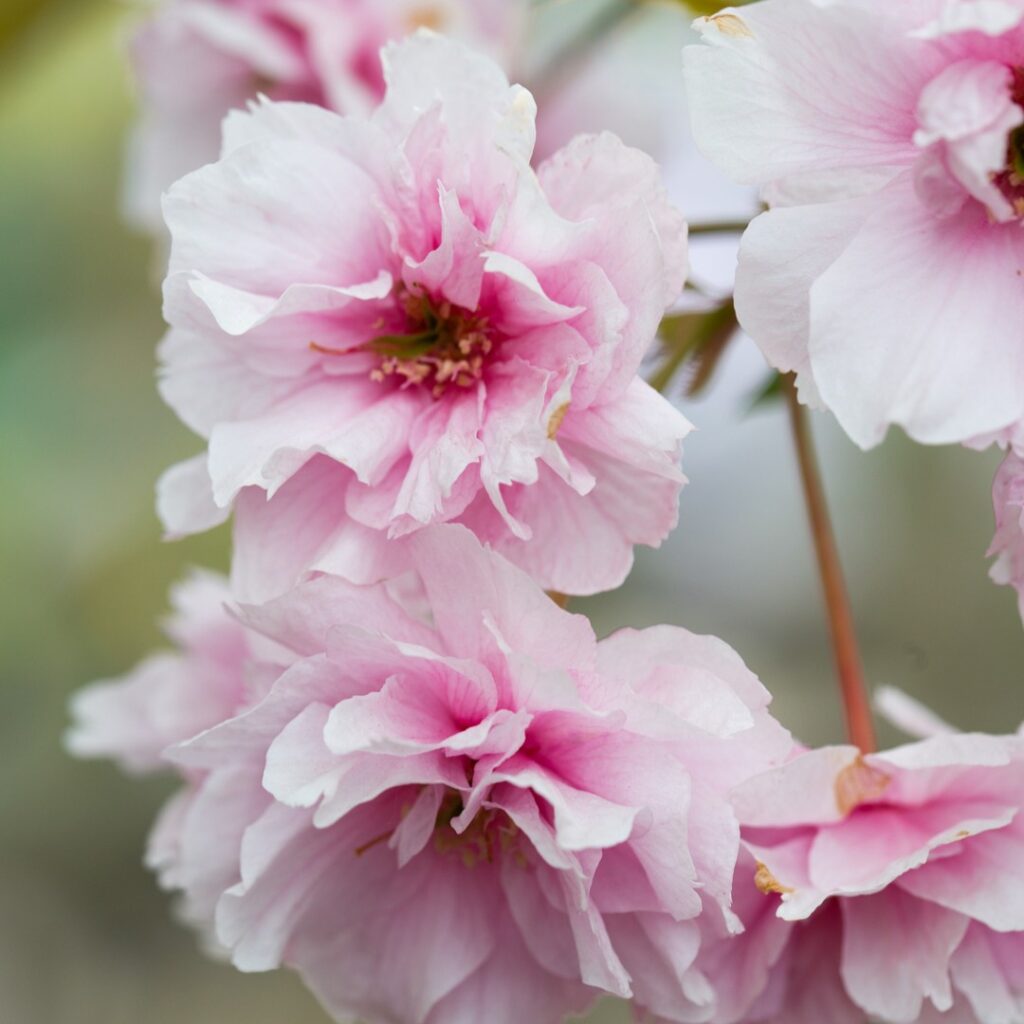 Prunus ‘Pink Perfection’ Japanese Flowering Cherry Tree 5038838004865 2